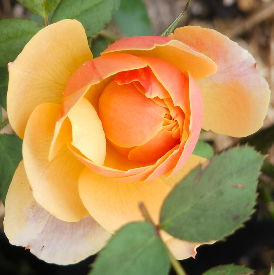 Rose - State of Grace