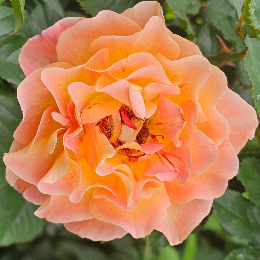 Rose - Rosie the Riveter