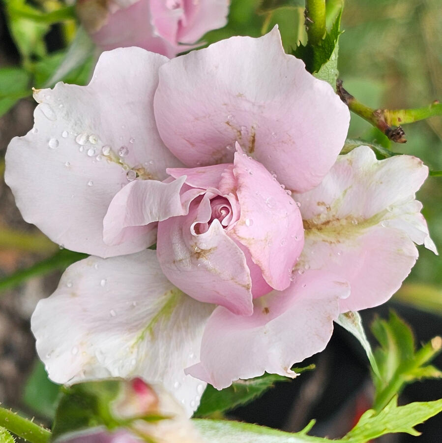 Rose - Singing the Blues
