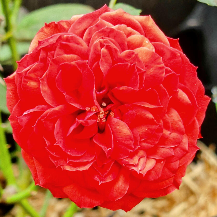 Rose - Red Apple