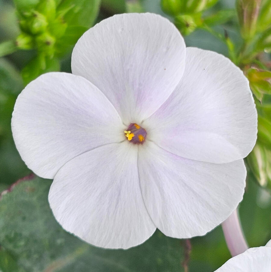 Flowering Plant Perennial - Early Crystal Phlox