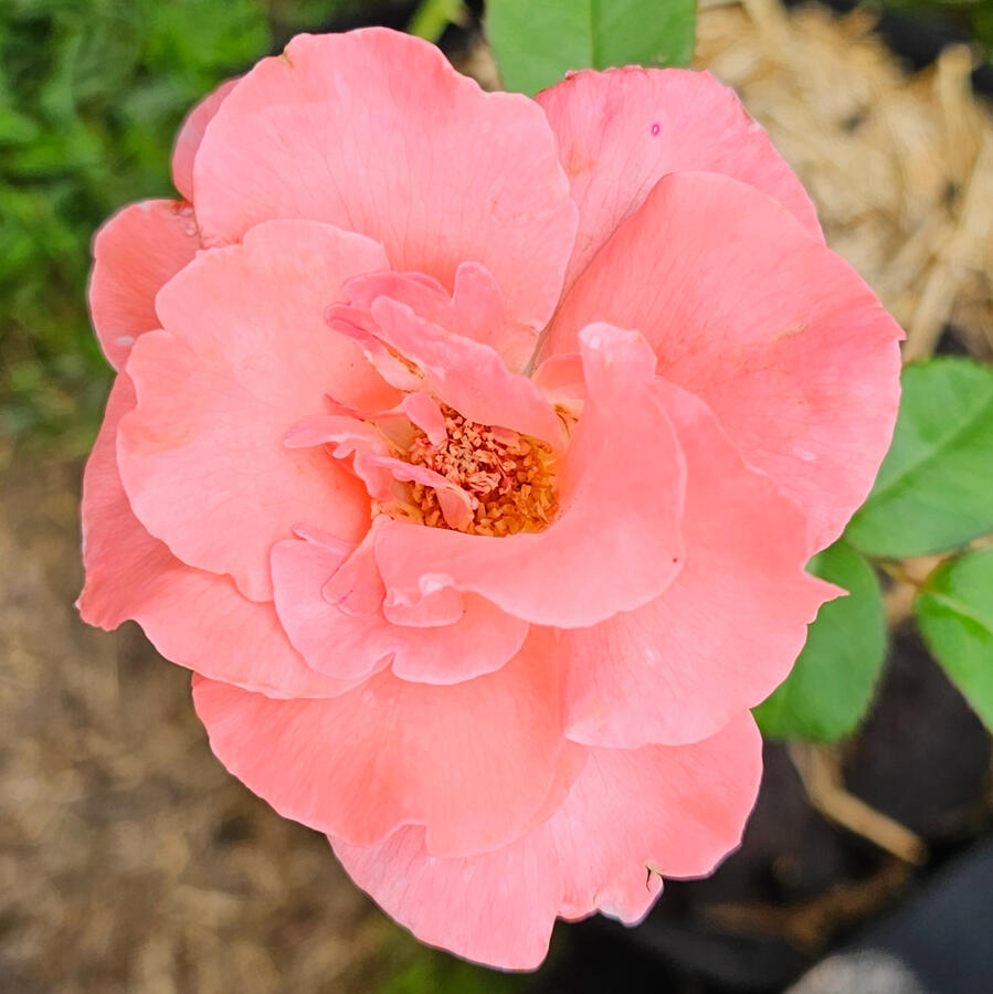 Rose - Touch of Class