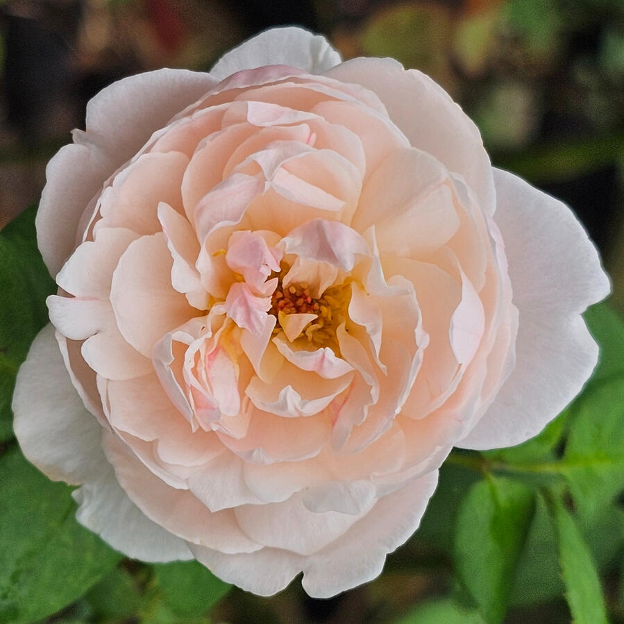 Rose - St. Cecilia
