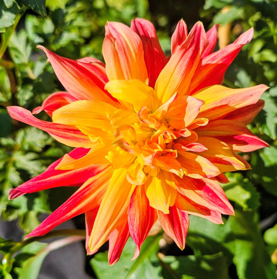 Flowering Plant Perennial - Dahlia