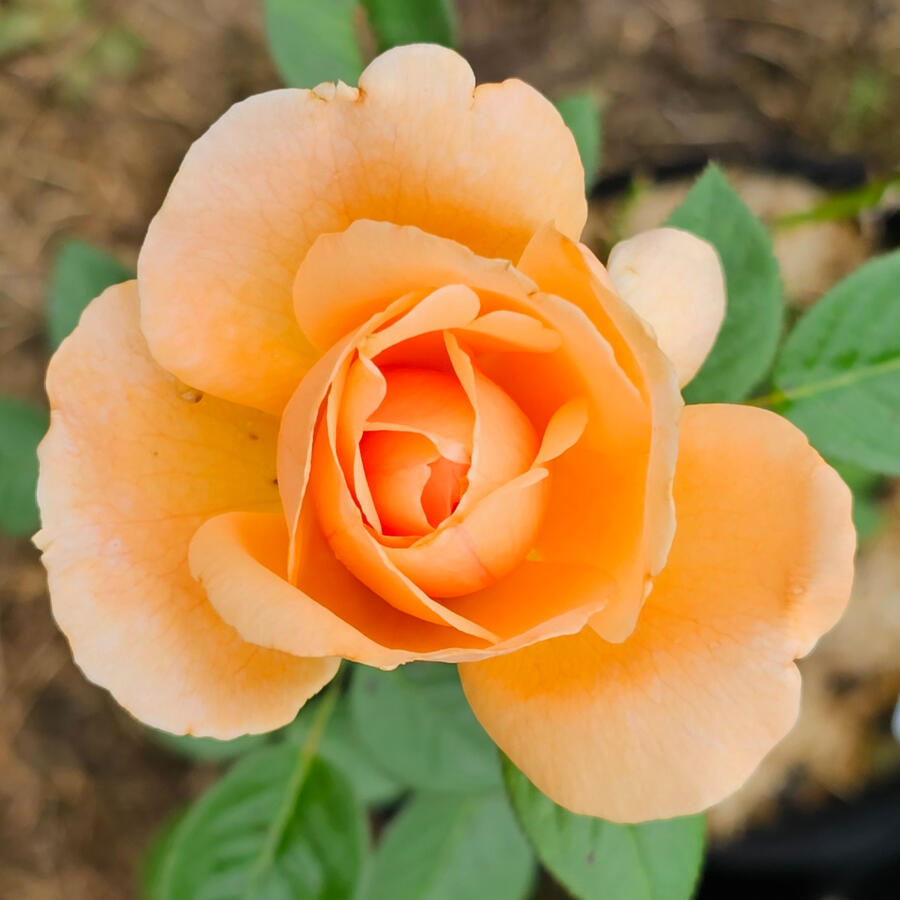 Rose - Abbaye De Cluny