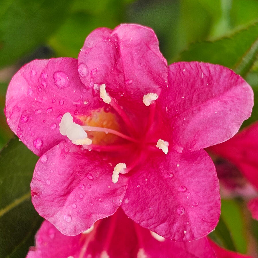 Flowering Plant Perennial - Weigela