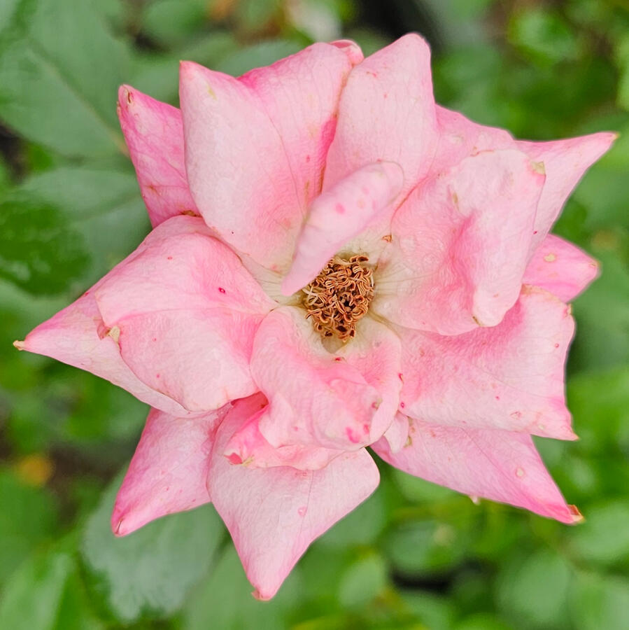 Rose - Double Pink Knockout