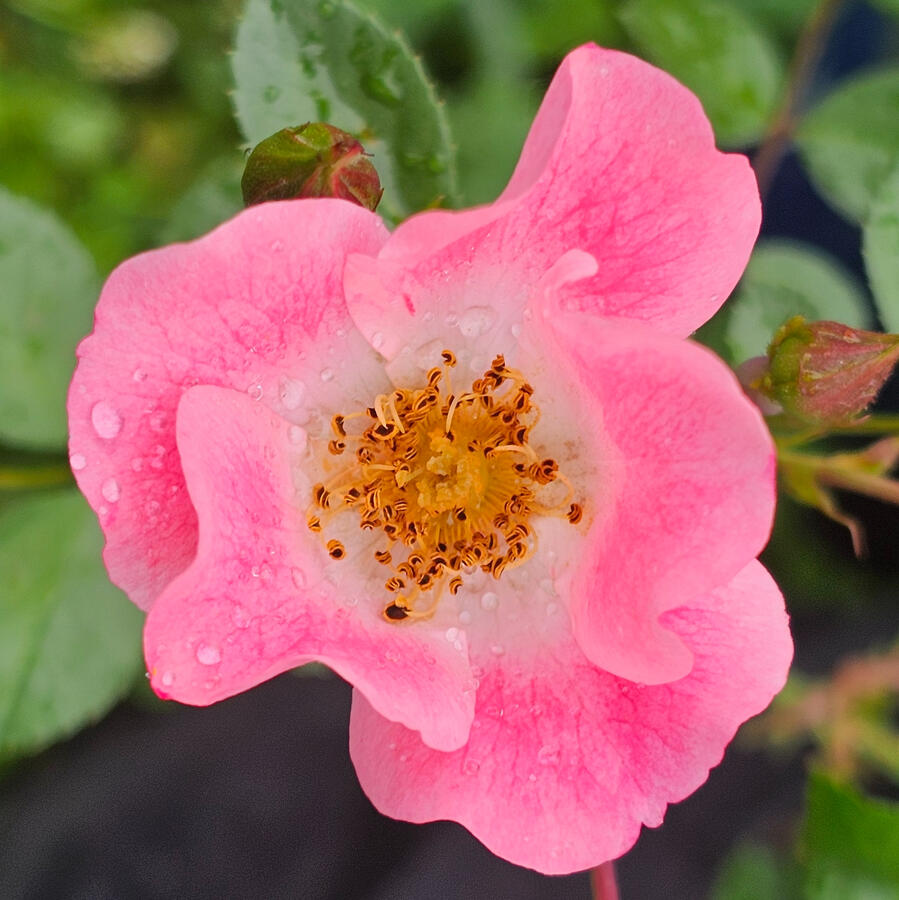 Rose - Carefree Delight