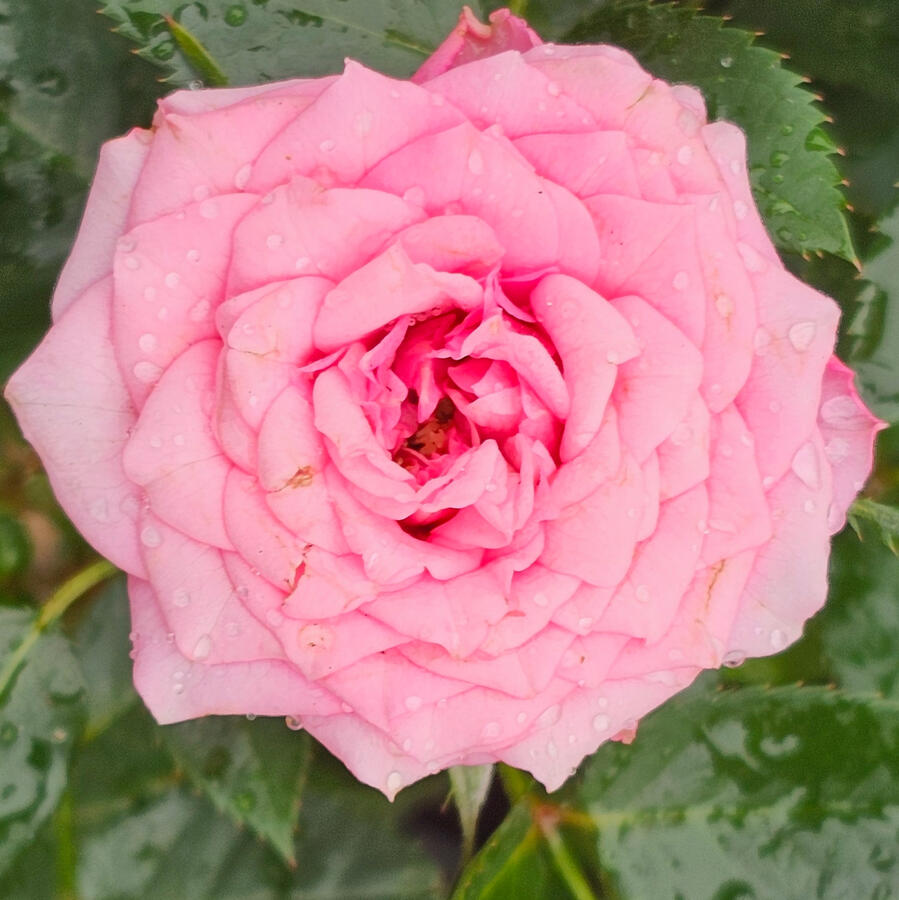 Rose - Ashley