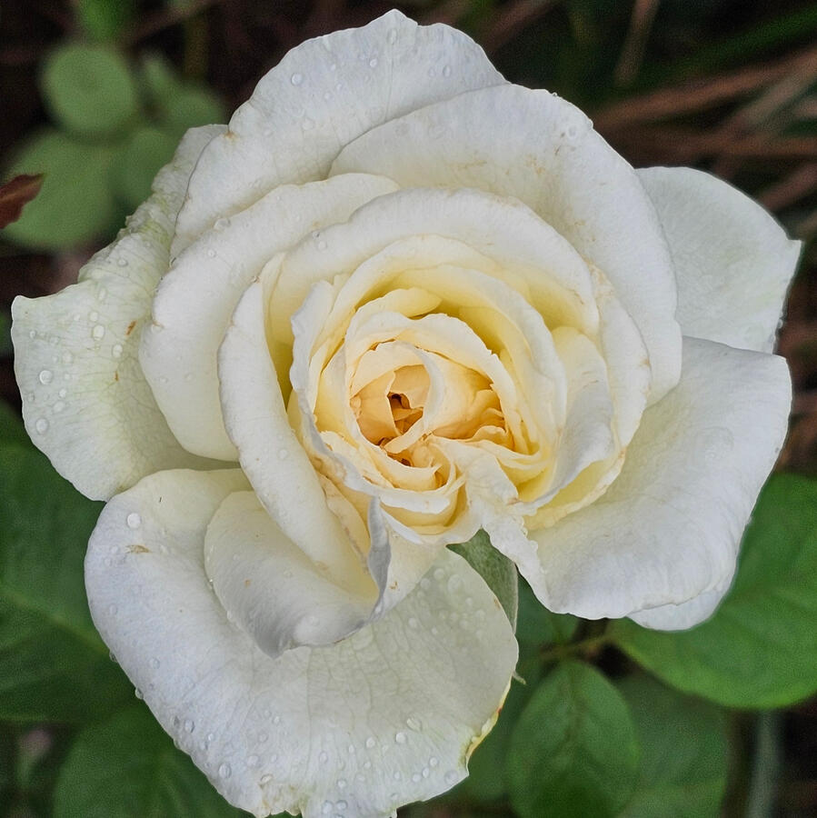 Rose - White O'Hara