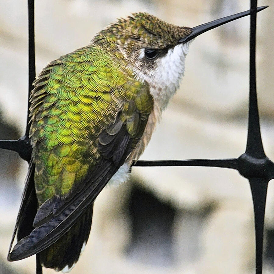 Ruby-throated Hummingbird