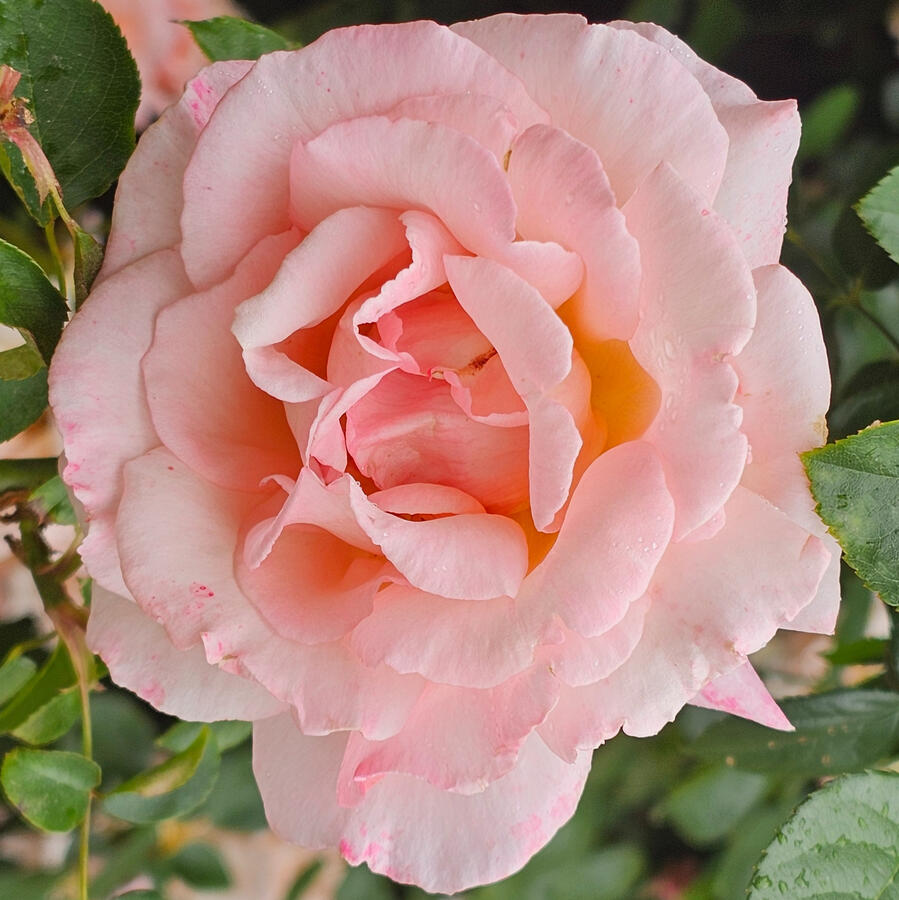 Rose - Compassion
