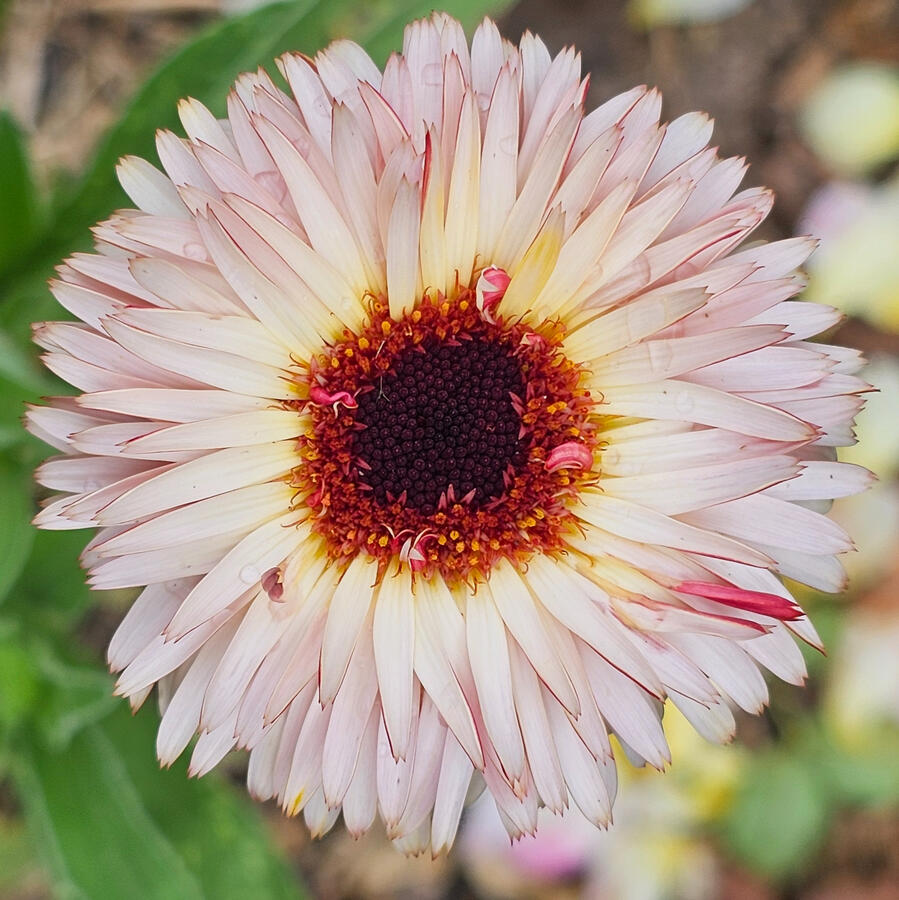 Flowering Plant - Straw Flower
