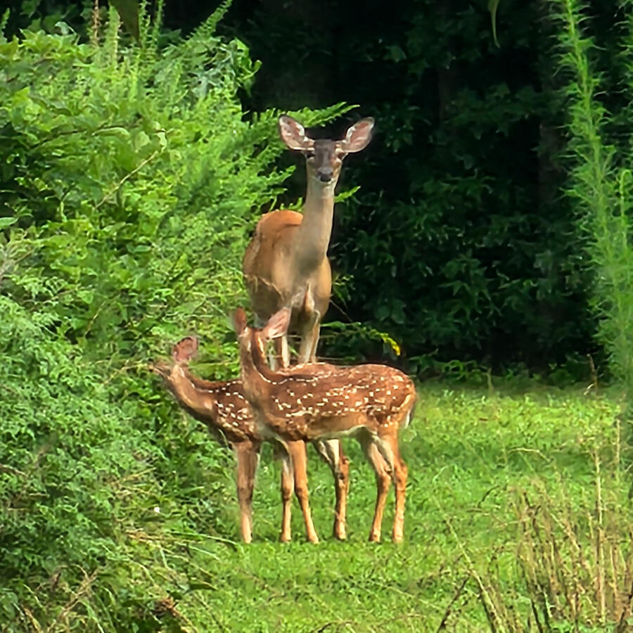 Doe & 2 Fawns