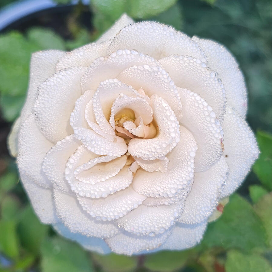 Rose - Notre Dame