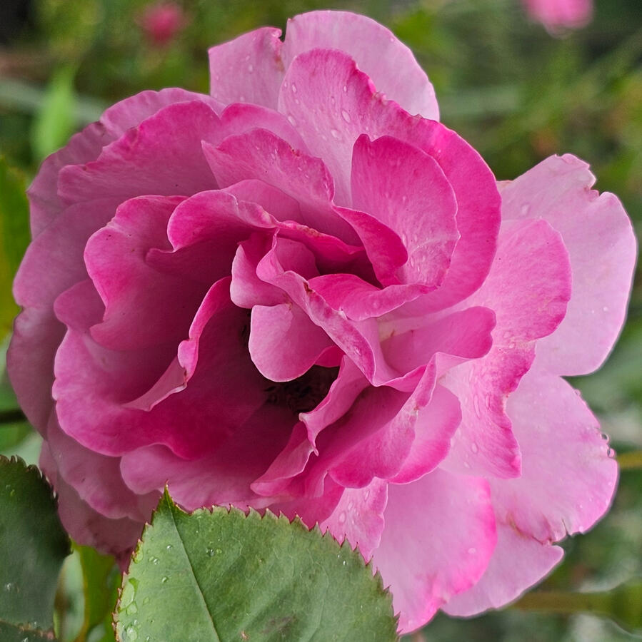 Rose - Plum Perfect