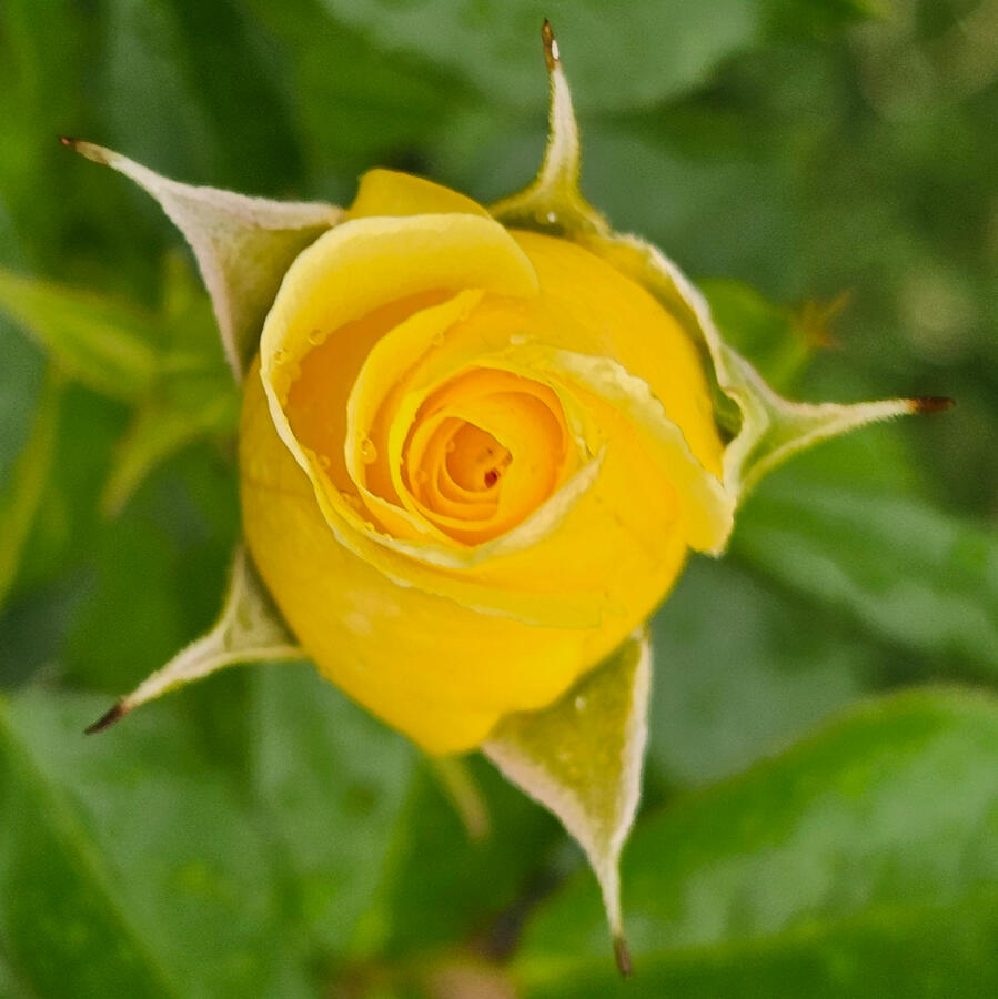 Rose - True Friendship