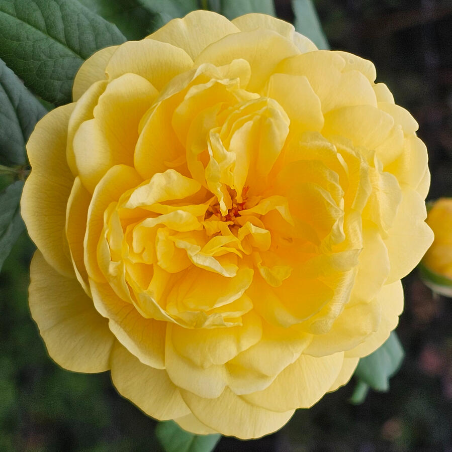 Rose - Poet's Wife