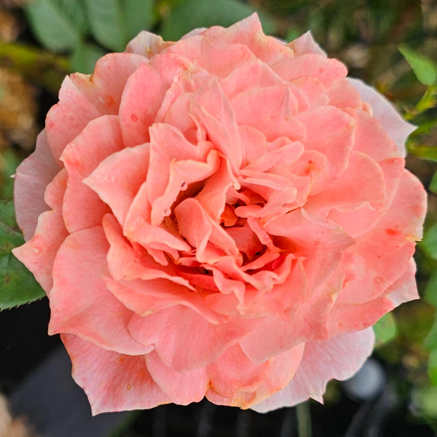 Rose - Peach Tea