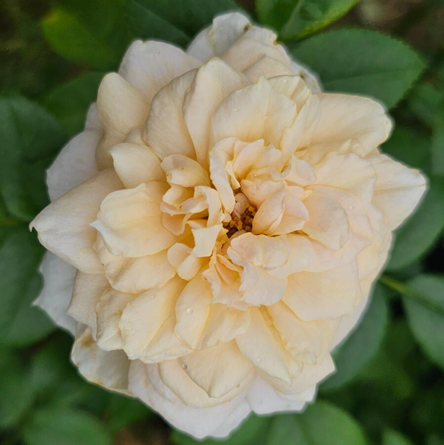 Rose - Lion's Fairy Tale
