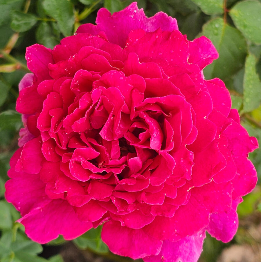 Rose - True Serenity - True Bloom from Altman Plants via Walmart
