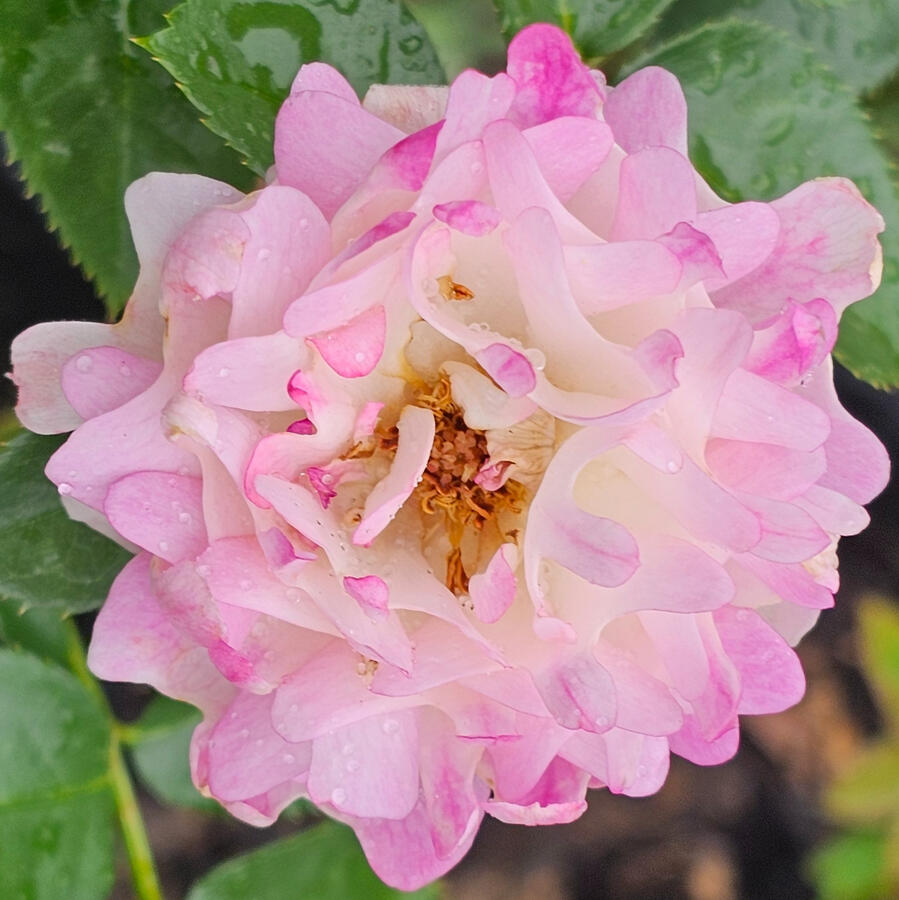 Rose - Pink Sea Anemone