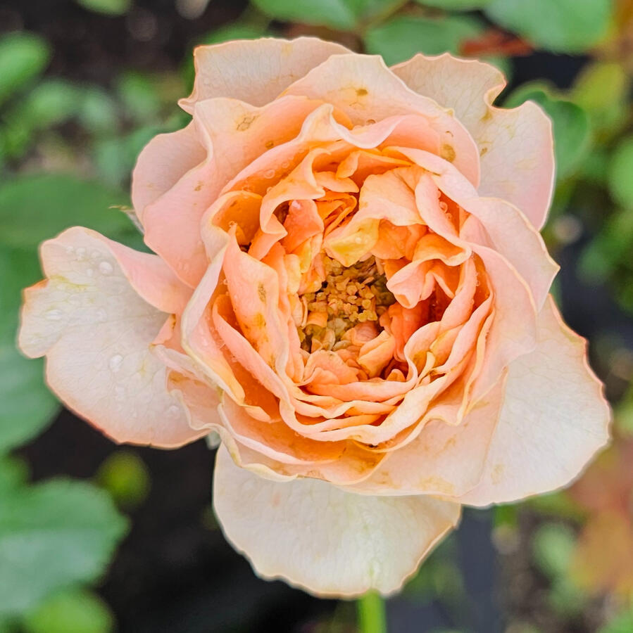 Rose - Living Coral