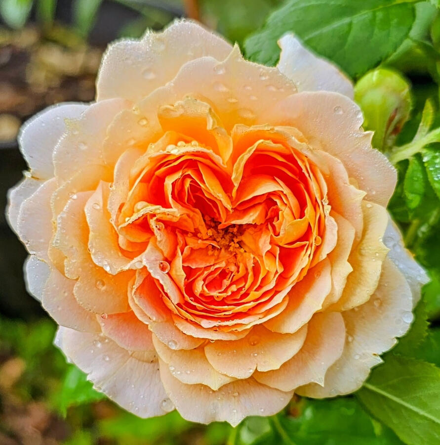 Rose - Fun in the Sun