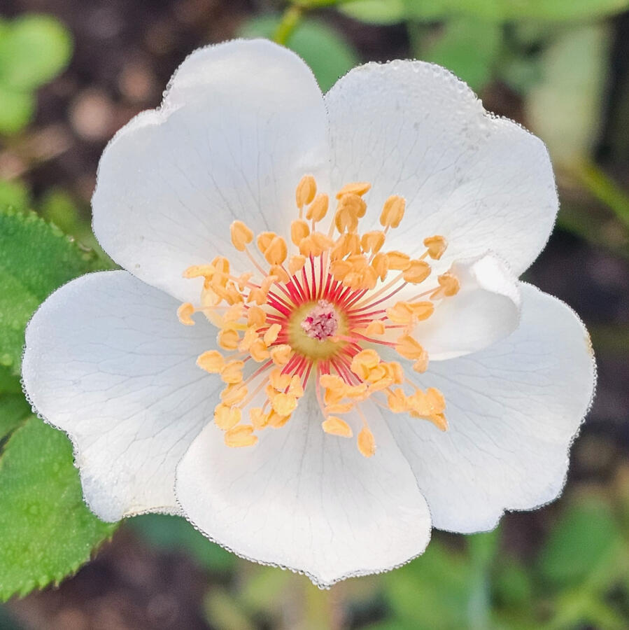 Rose - Jacqueline du Pré