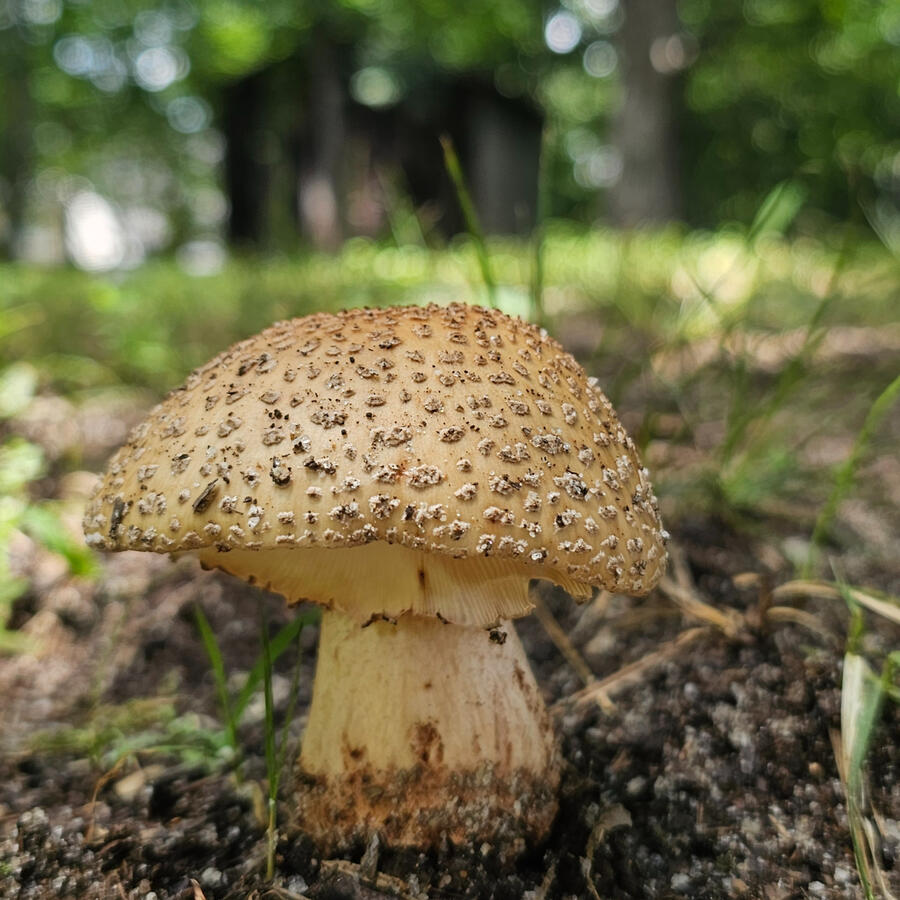 Mushroom