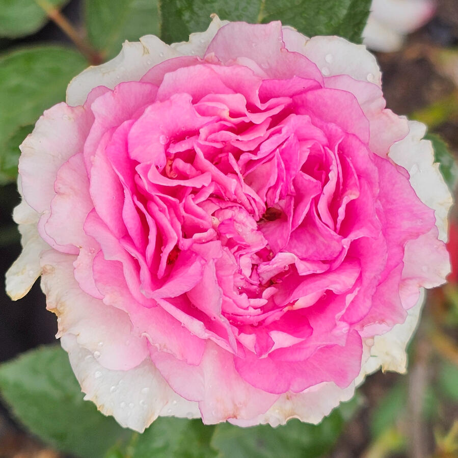 Rose - Doniazade